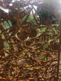 /album/jardins-jumeles-nantes-seattle/img-0938-jpg/